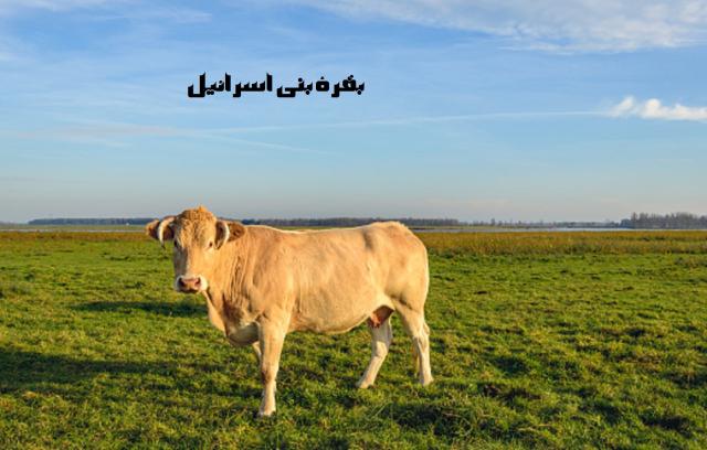 بقره