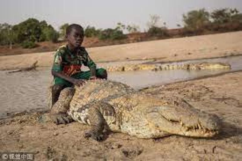 تمساح يحمل طفل