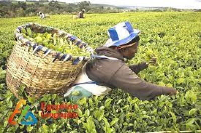 مزارع الشاي في كينيا