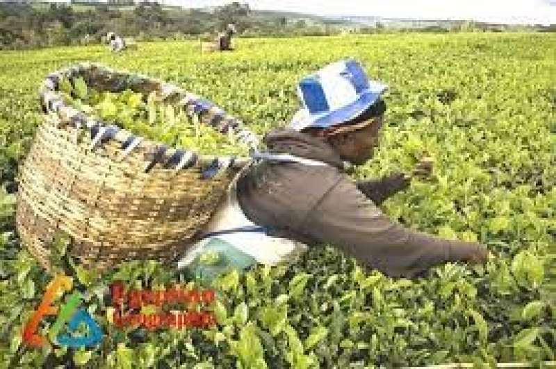 مصر تستور شاي من كينيا بنظام المقايضة - تفاصيل