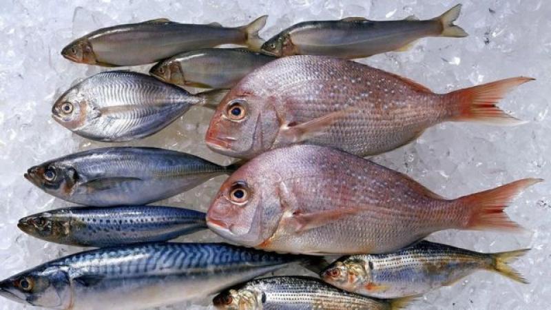 أسعار السمك اليوم الإثنين للمستهلك.. «الطوبار بـ120 جنيهًا»