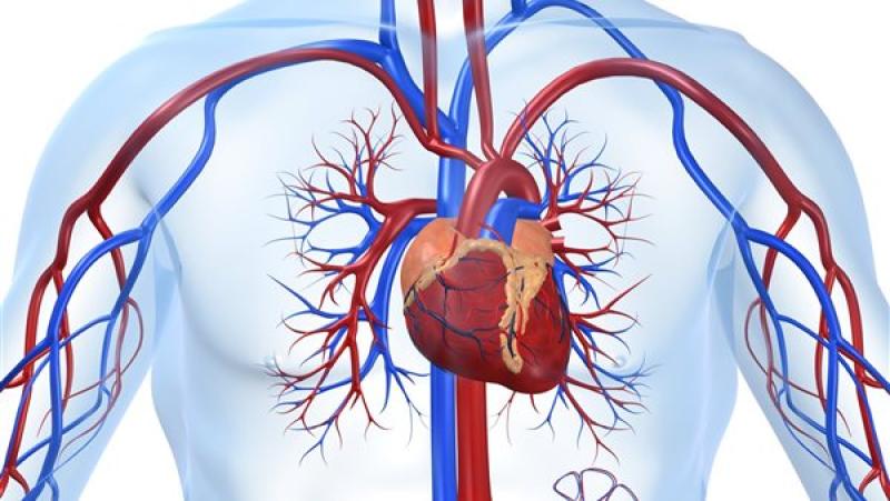 كيف تحمي نفسك من الإصابة بالنوبات القلبية