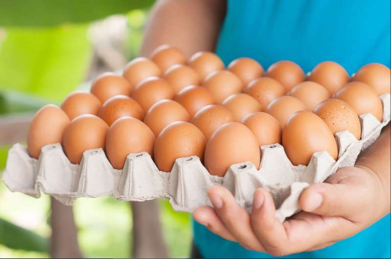 سعر كرتونة البيض اليوم الأحد 11-2-2024 للمستهلك