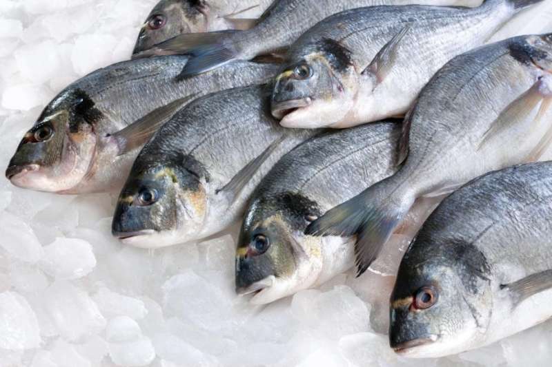 ضبط 32 طن سمك مجمد فاسد في حملات مكبرة بالبحيرة
