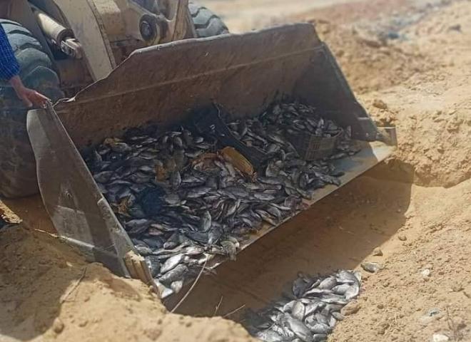”تداول صور عملية دفن الأسماك في الصحراء يثير جدلًا على فيس بوك في ظل حملة مقاطعة واسعة”