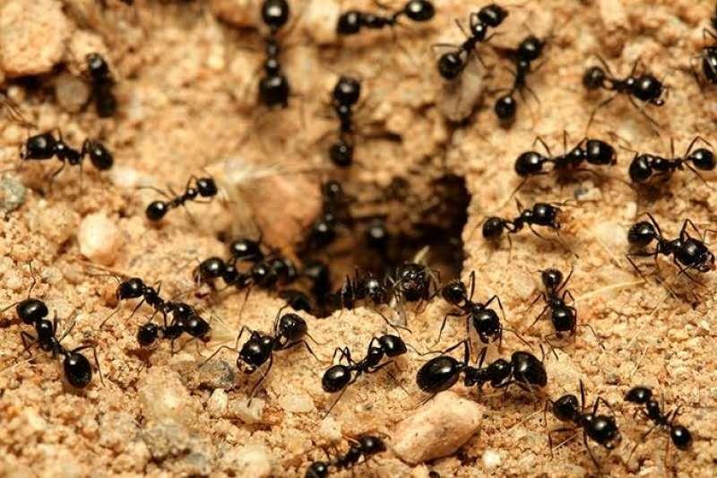7 طرق سحرية للتخلص من النمل في الصيف