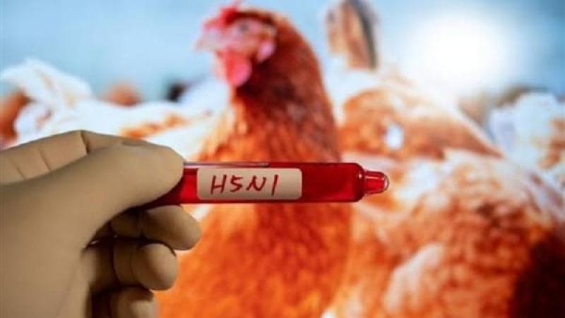 خلي بالك .. انتشار إنفلونزا الطيور في أستراليا