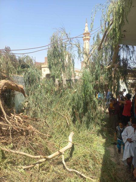 سقوط شجرة ضخمة بفعل الرياح يقطع طريقًا داخل مقابر جرجا دون إصابات