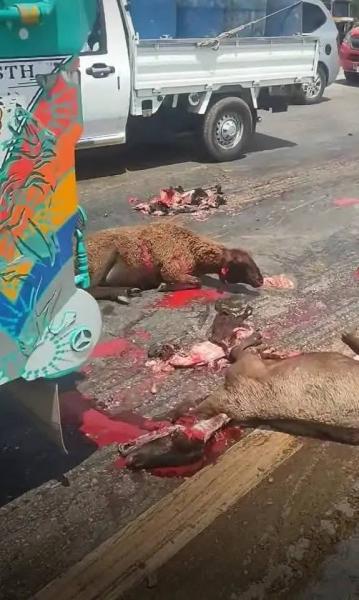حادث مروري  بين كفر الشيخ وطنطا.. تريلا تدهس أكثر من 25 خروفًا على الطريق الزراعي