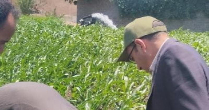 وكيل زراعة سوهاج يتفقد الزراعات الصيفية ويوجه بالتدخل حال وجود إصابات حشرية