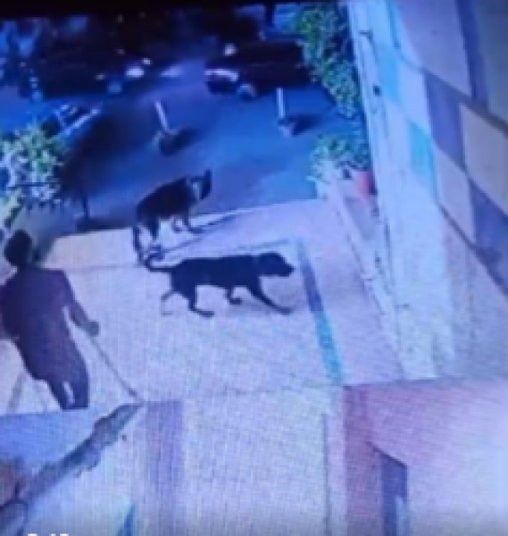 الكلاب ترهب سكان عمارة زهراء المعادي