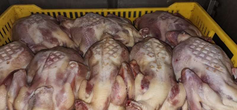 ضبط سلع غذائية منتهية الصلاحية ونقص في أوزان الخبز بكفر الشيخ خلال حملات تموينية موسعة