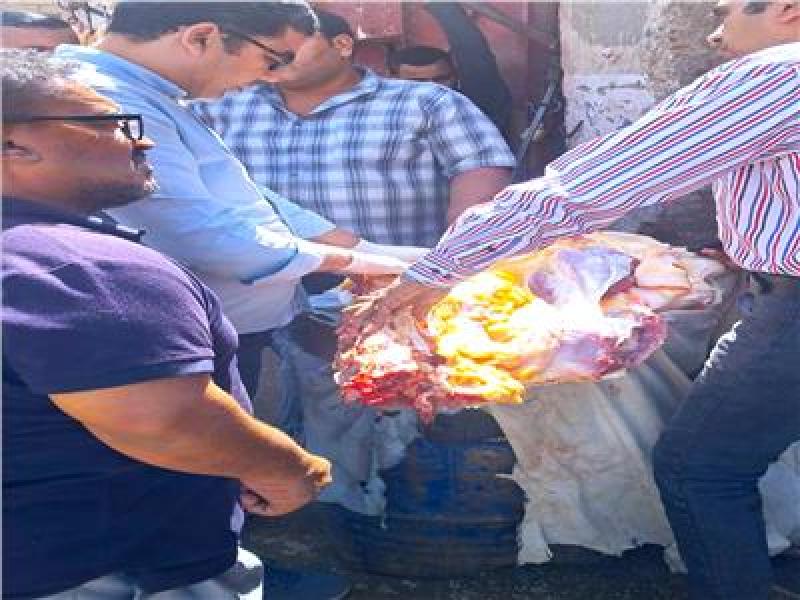 ضبط 197 كيلو لحوم وأسماك غير صالحة للاستهلاك الآدمي في سوهاج