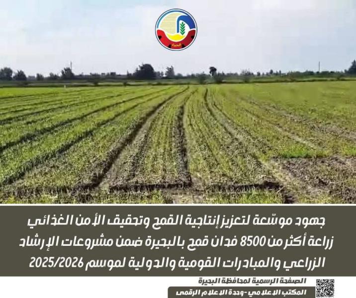 جهود موسّعة لتعزيز إنتاجية القمح وتحقيق الأمن الغذائي