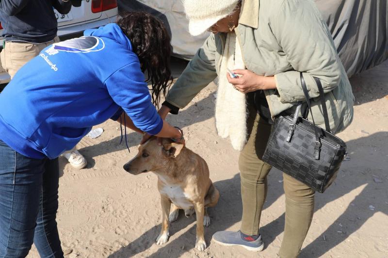 الزراعة” تبدأ المرحلة الميدانية لتعقيم وتحصين الكلاب الحرة بمنطقة عين شمس: تحصين 293 كلباً في يوم واحد و نقل 25 آخرين إلى الشلاتر للتعقيم