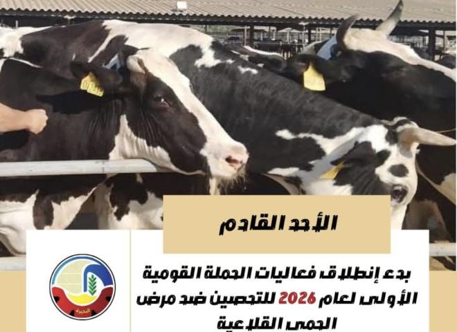 الأحد القادم .. بدء إنطلاق فعاليات الحملة القومية الأولى لعام ٢٠٢٦ للتحصين ضد مرض الحمى القلاعية