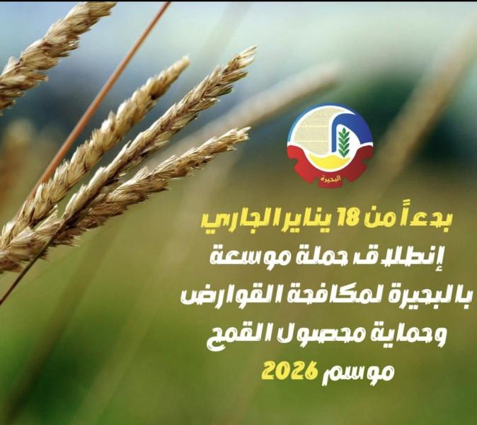 بدءاً من ١٨ يناير .. إنطلاق حملة موسعة بالبحيرة لمكافحة القوارض وحماية محصول القمح موسم ٢٠٢٦