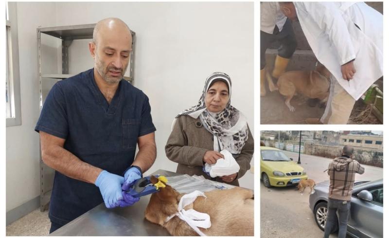 حملات تجوب مراكز البحيرة ضمن مبادرة ”مصر خالية من السعار” ...  تعقيم وتحصين وترقيم ٤٥٠ كلب ضال ضد داء السعار بعدد من مدن ومراكز المحافظة