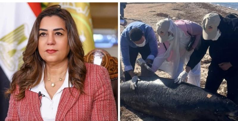 وزيرة التنمية المحلية والبيئة توجه بالدفن الآمن لـ ”درفيل نافق” بمدينة رأس غارب وفقاً للاشتراطات البيئية