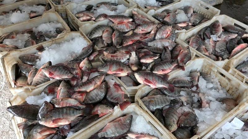 ”قطار الخير ٢” يواصل دعم الأسر الأولى بالرعاية بالبحيرة   توفير الأسماك الطازجة بمجمع دمنهور الثقافي بأسعار رمزية لحاملي كارت تكافل وكرامة