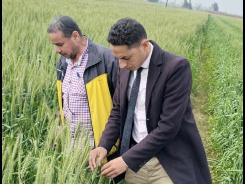 زراعة كوم حمادة تفحص محصول القمح وتوجه بسرعة علاج المساحات المصابه فوراً