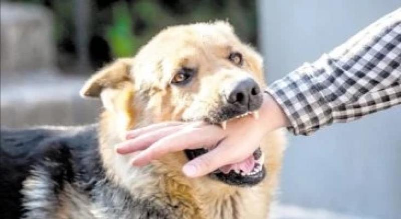 كلب يعقر 4 أشخاص بينهم 3 أطفال في دار السلام بسوهاج