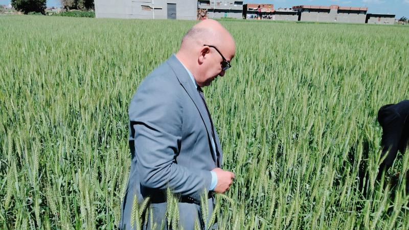 وكيل وزارة الزراعة بالبحيرة والمدير العام يتفقدان محصول القمح بمركز أبو حمص ويوجهان بسرعة العلاج فى حالة ظهور أية إصابات