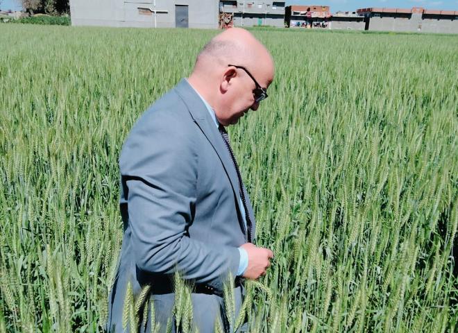 وكيل وزارة الزراعة بالبحيرة والمدير العام يتفقدان محصول القمح بمركز أبو حمص ويوجهان بسرعة العلاج فى حالة ظهور أية إصابات