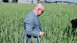 وكيل وزارة الزراعة بالبحيرة والمدير العام يتفقدان محصول القمح بمركز أبو حمص ويوجهان بسرعة العلاج فى حالة ظهور أية إصابات