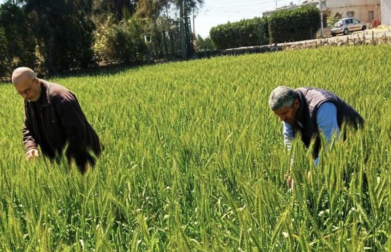 زراعة البحيرة توجه بسرعة علاج الأقماح المصابة بمركز الدلنجات