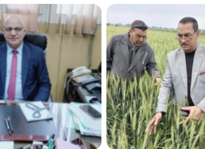 مدير إدارة ايتاى البارود الزراعية يتفقد حالة محصول القمح بجمعية ارمانيا