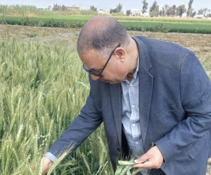 زراعة حوش عيسى تتفقد محصول القمح توصى بسرعة علاج المساحات المصابه