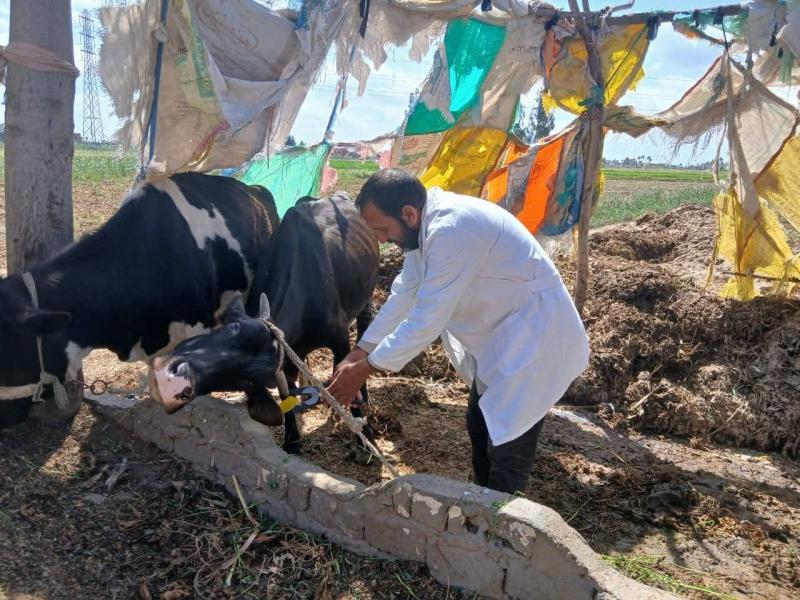 استمرار حملة التحصين ضد الجلد العقدي وجدري الأغنام بالبحيرة.. وتحصين أكثر من 64 ألف رأس ماشية خلال يومين