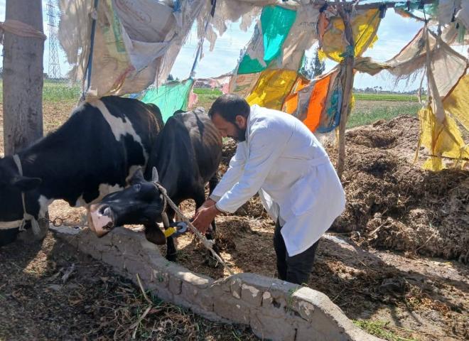 استمرار حملة التحصين ضد الجلد العقدي وجدري الأغنام بالبحيرة.. وتحصين أكثر من 64 ألف رأس ماشية خلال يومين