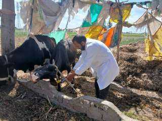 استمرار حملة التحصين ضد الجلد العقدي وجدري الأغنام بالبحيرة.. وتحصين أكثر من 64 ألف رأس ماشية خلال يومين