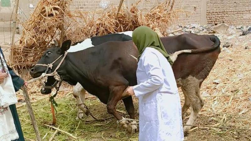 تحصين أكثر من 20 ألف رأس ماشية ضد الجلد العقدي وجدري الأغنام بسوهاج