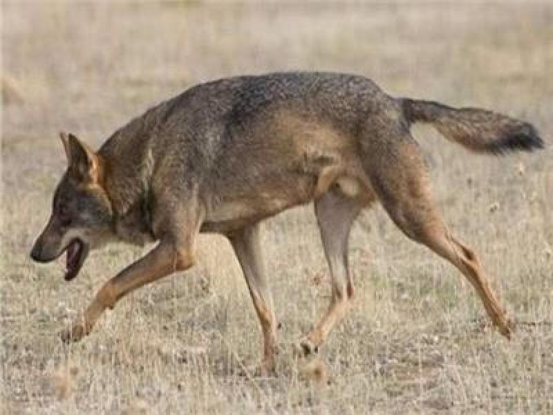 ذئب يعقر عاملا وزوجته بعرب العطيات في دار السلام بسوهاج