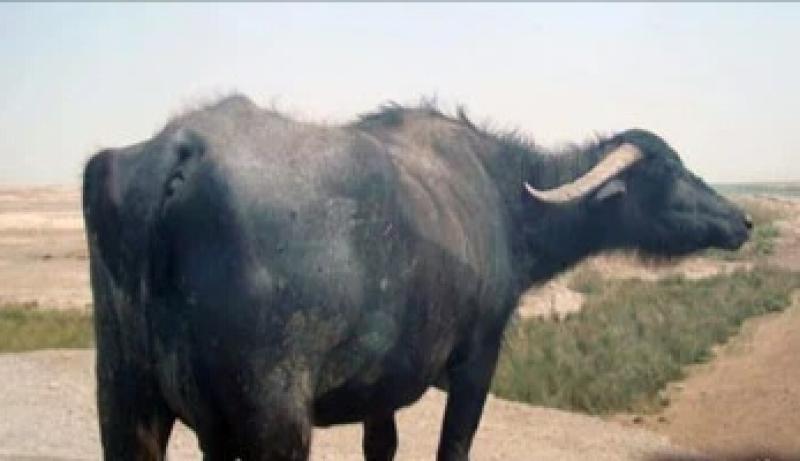 جاموسة السبب. إصابة 8 أشخاص في واقعة عقر جماعي داخل منزل بالبلينا