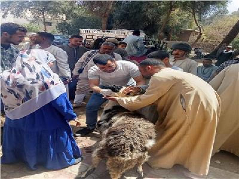 «باب أمل».. تسليم 850 رأس أغنام للمستفيدين بقرى سوهاج