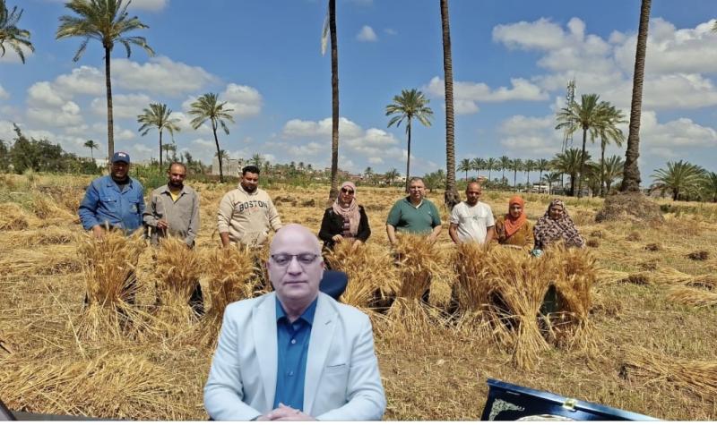 الإرشاد الزراعى بالبحيرة ينظم يوم حصاد لمحصول القمح بالمدارس الحقلية