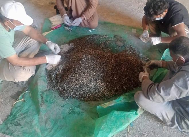 انطلاق الحملة القومية لمكافحة القوارض بالبحيرة