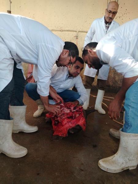 إعدام عجل جاموسي مصاب بالكامل بديدان الساركوسيست  قبل وصوله إلى الأسواق بسوهاج