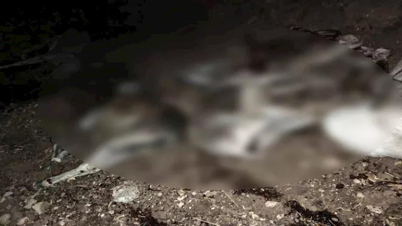 بعد ضبط حمير مذبوحة في محافظة سوهاج .. الداخلية تحل اللغز