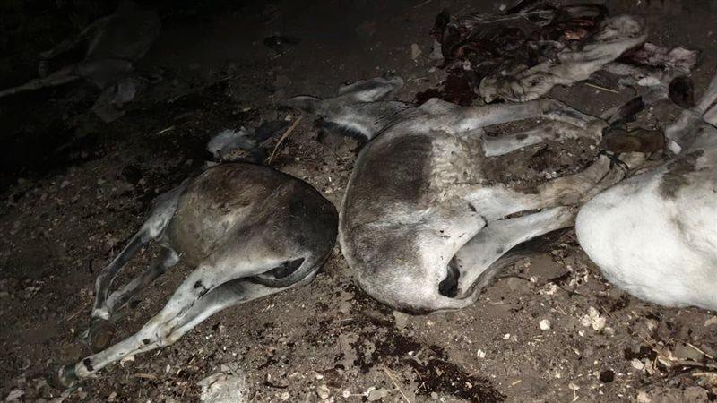 بعد ضبط حمير مذبوحة في محافظة سوهاج .. الداخلية تحل اللغز