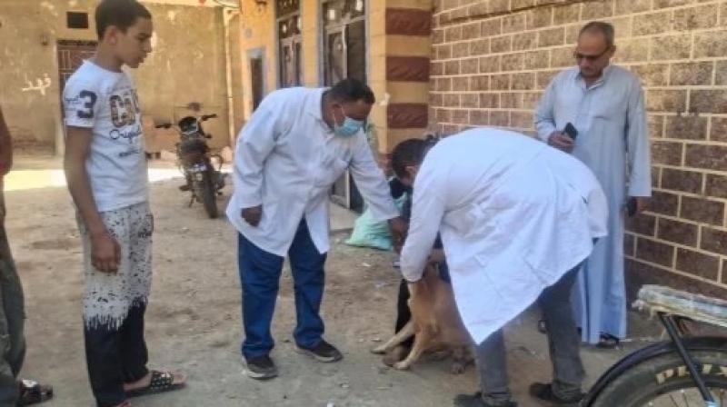 تعرض 11 شخصاً لعقر كلب بساقلتة ومحافظ سوهاج يوجه بالتعامل الفوري مع الواقعة